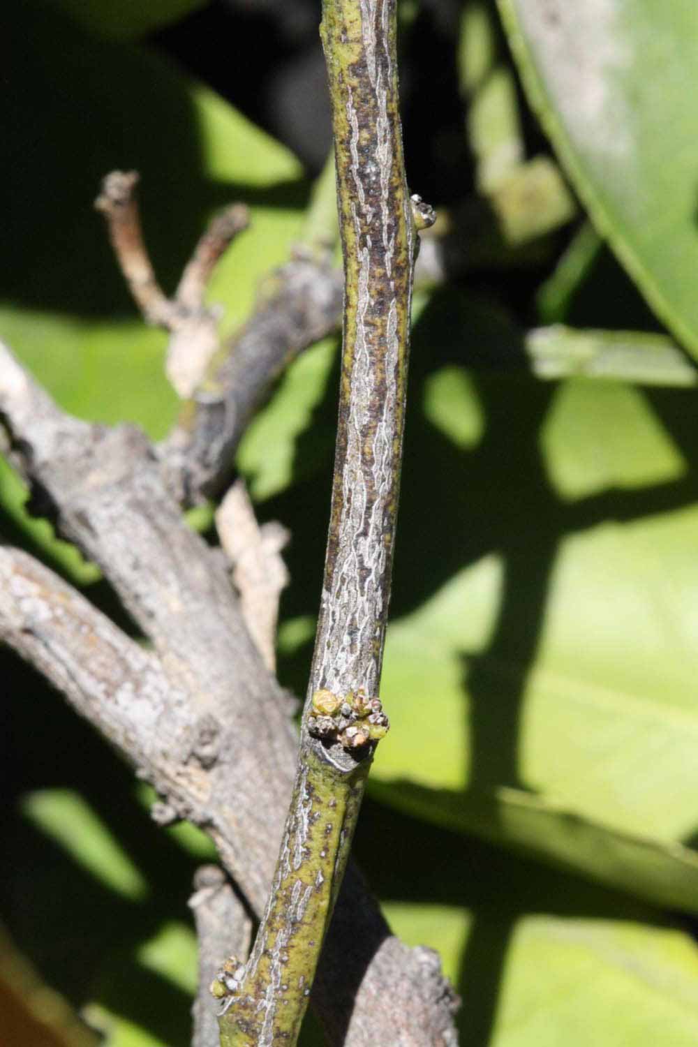              Second - third year twig (Riverside,   CA)       